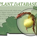 Kentucky Rare Plant Database